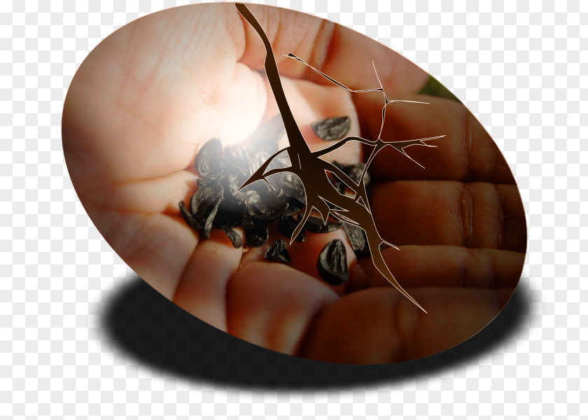 Coffee Ring Insect Pest Membrane PNG