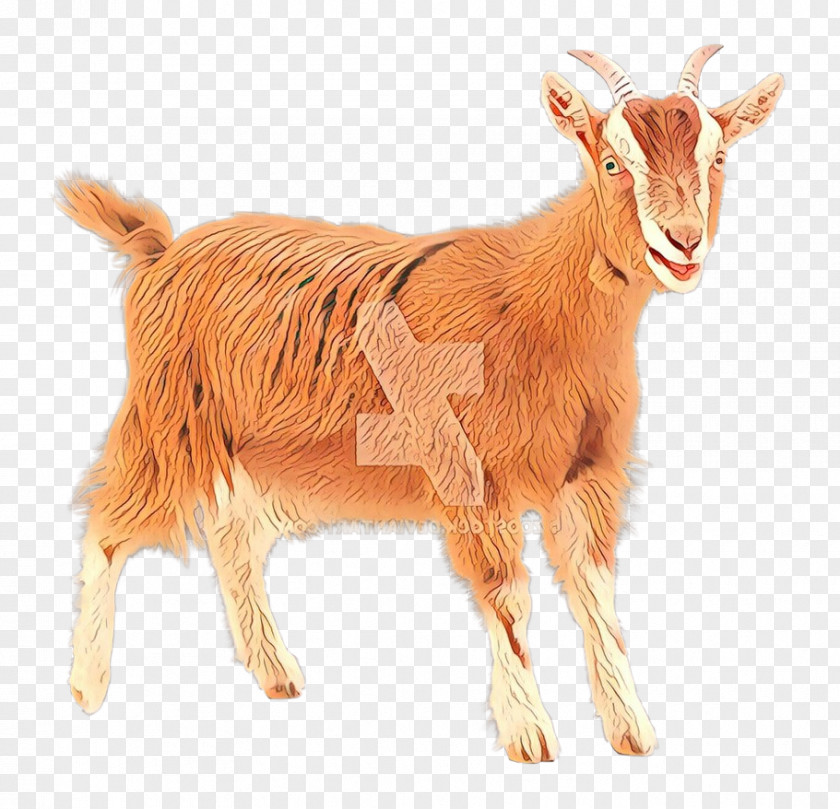 Feral Goat Sheep Bovidae Cat PNG