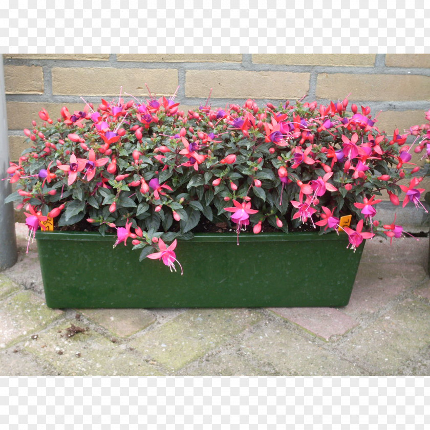 Flower Flowerpot Pink M Houseplant RTV PNG