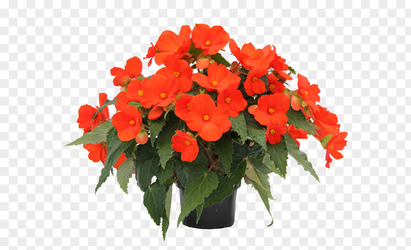 Flower Vine Houseplant Begonia Boliviensis Annual Plant Flowering PNG