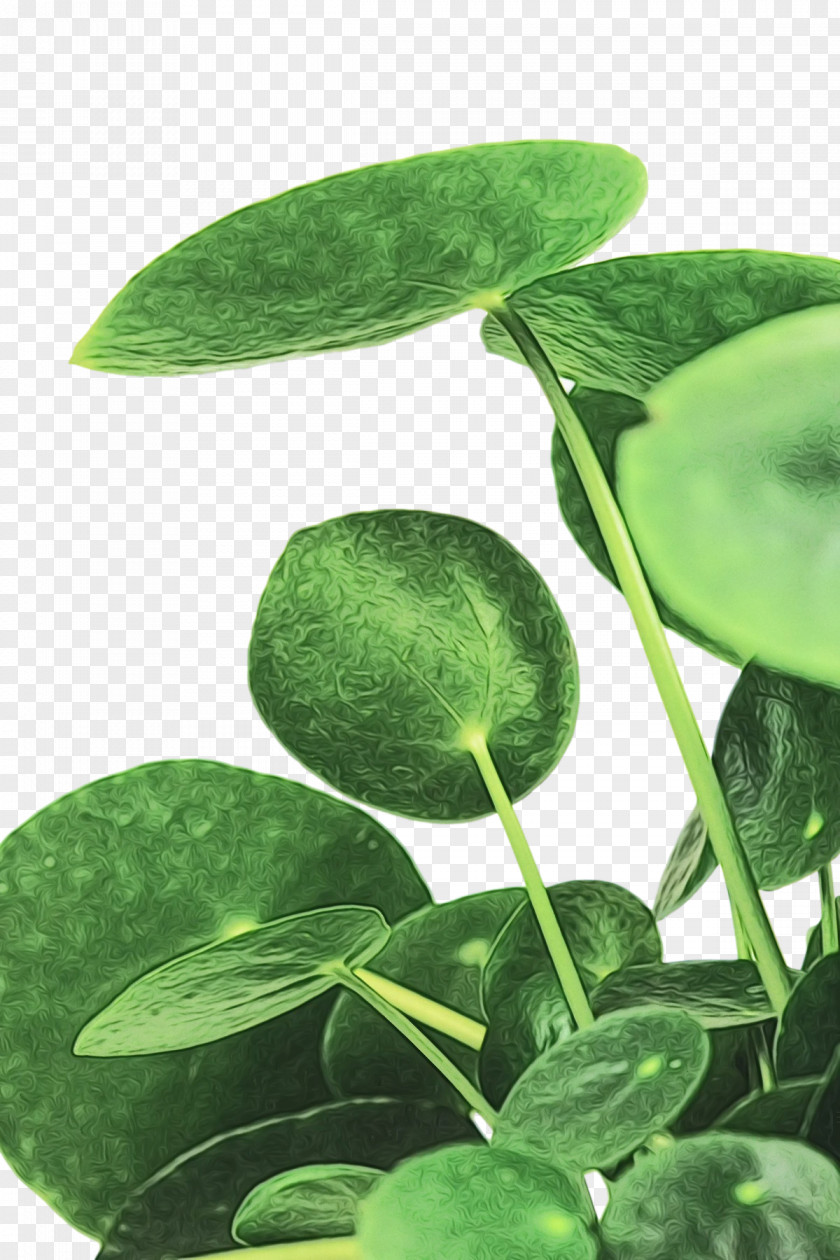 Leaf Plant Stem Green Plants Biology PNG