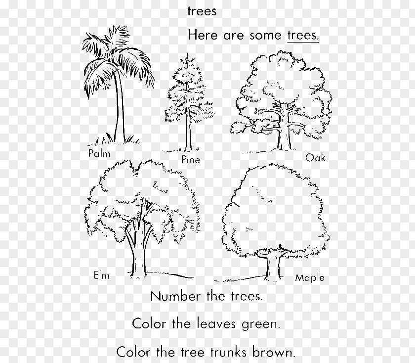 Tree Coloring Book Arecaceae Trunk Pine PNG