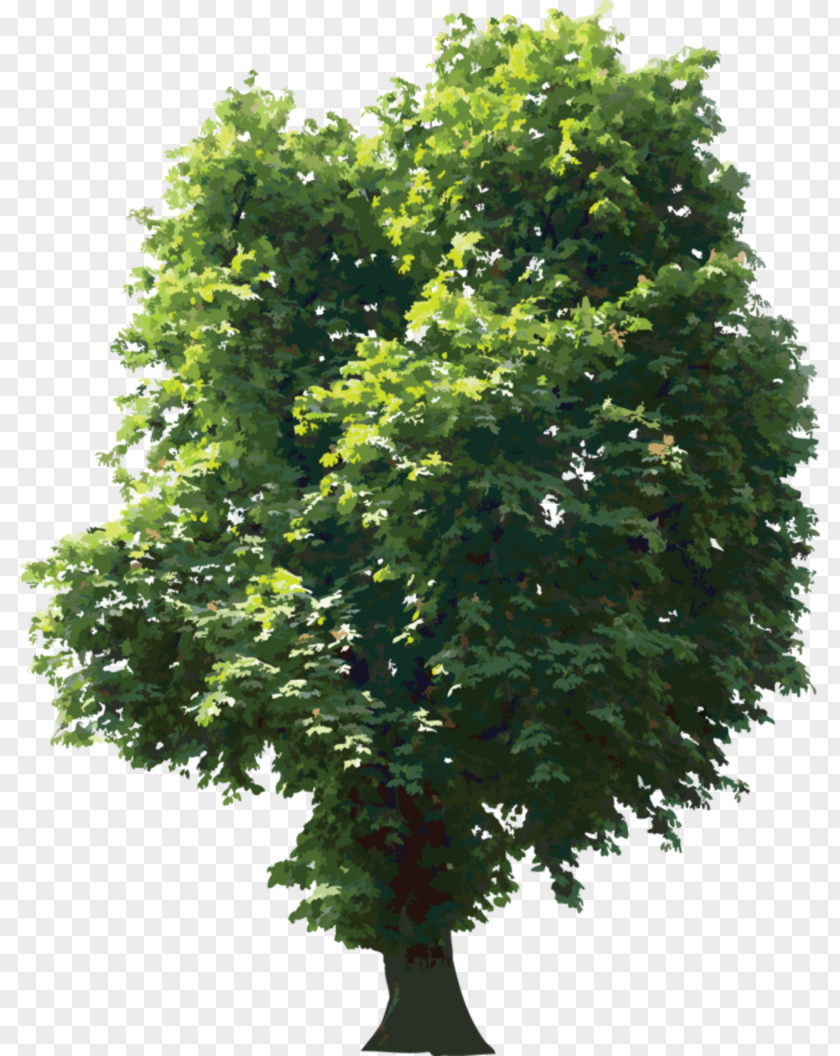 Troll. Tree Oak PNG