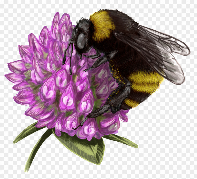Bee Bumblebee Honey Nectar PNG