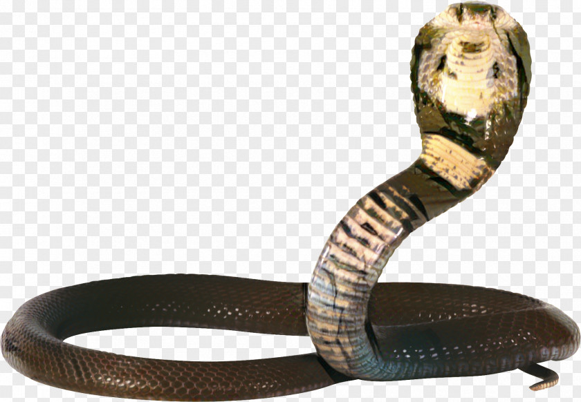 Snakes King Cobra Image PNG
