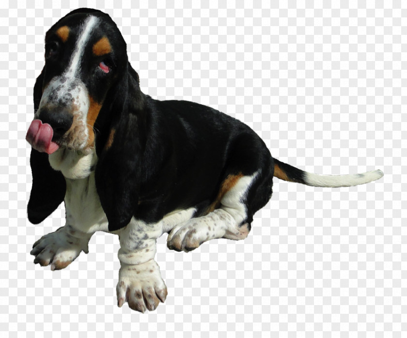 Christmas Basset Hound Artésien Normand Schweizer Laufhund Dog Breed Southern California PNG