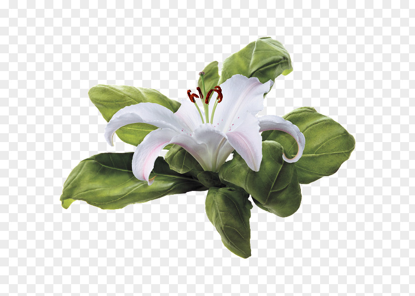 Flower Bouquet Madonna Lily Embroidery PNG