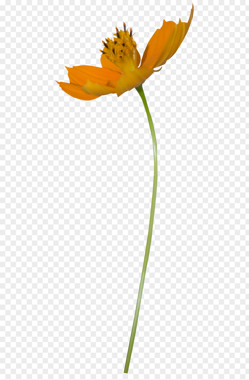 Flower PNG