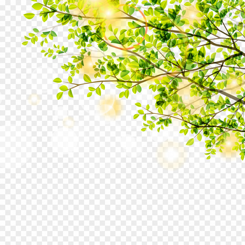 Spring Trees And Sunshine Vector Material Leaf Green Euclidean Tree PNG