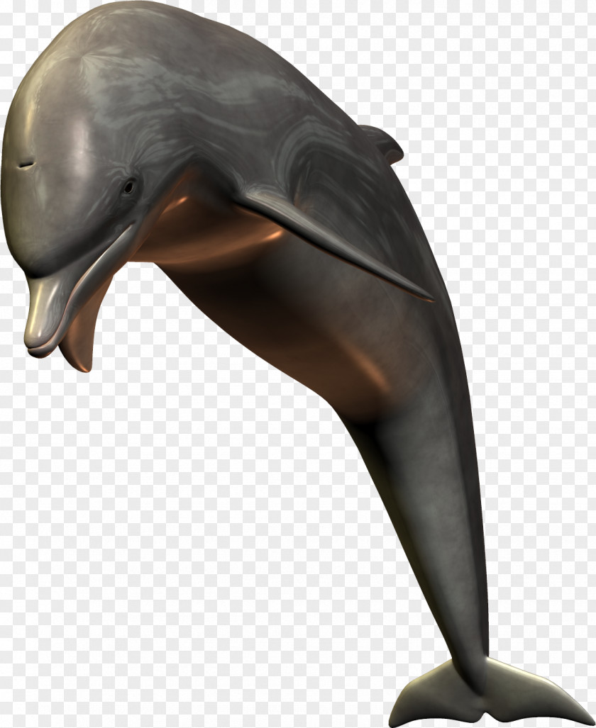 Dolphin Common Bottlenose Short-beaked Tucuxi PNG