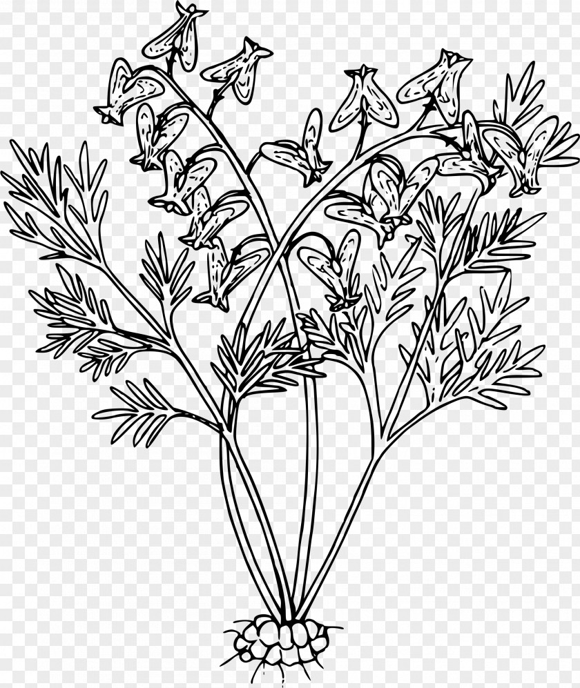 Flower Line Art Black And White Drawing PNG
