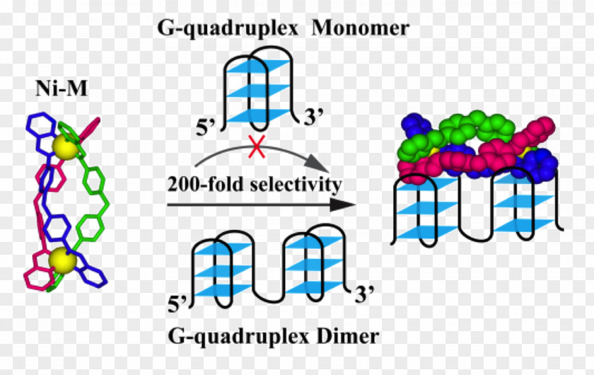 G-quadruplex Journal Of The American Chemical Society Chemistry Telomere Peptide Nucleic Acid PNG