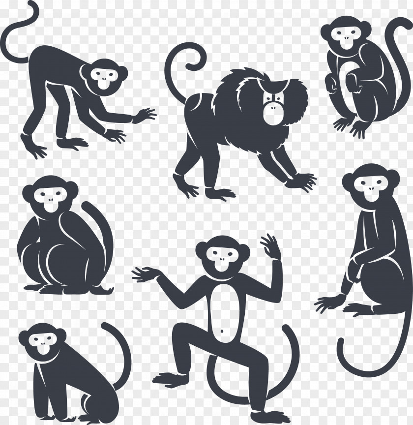 Monkey Royalty-free Marmoset PNG