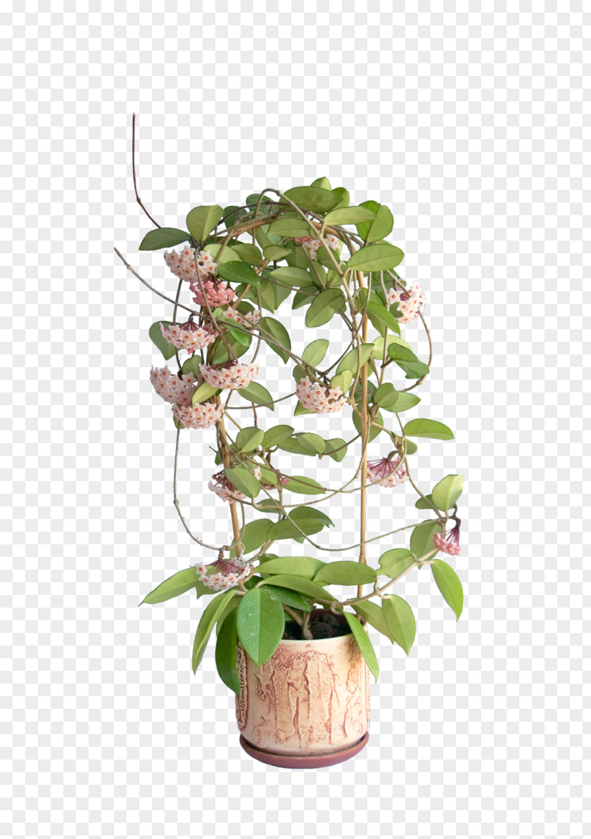 Plants Houseplant Hoya Carnosa Milkweeds Stock Photography PNG