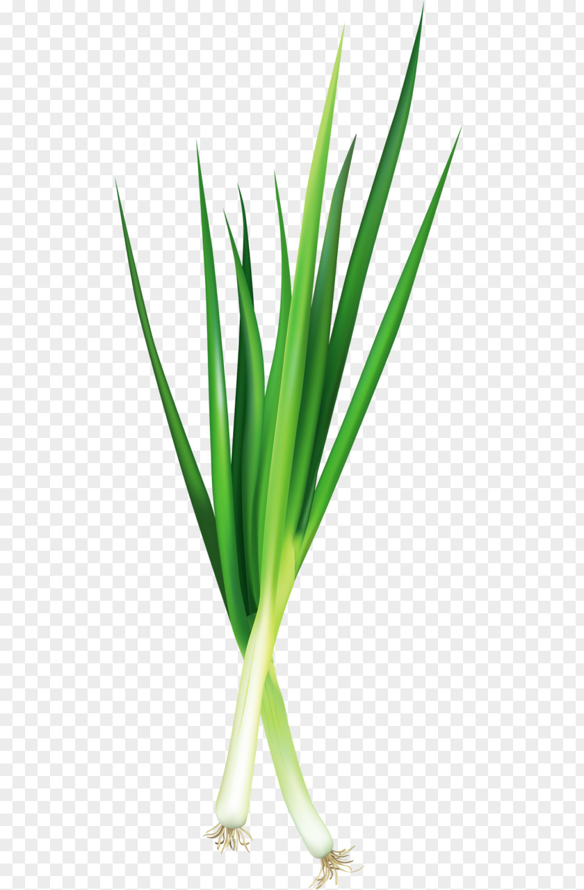 Welsh Onion Vegetable Food Garlic PNG