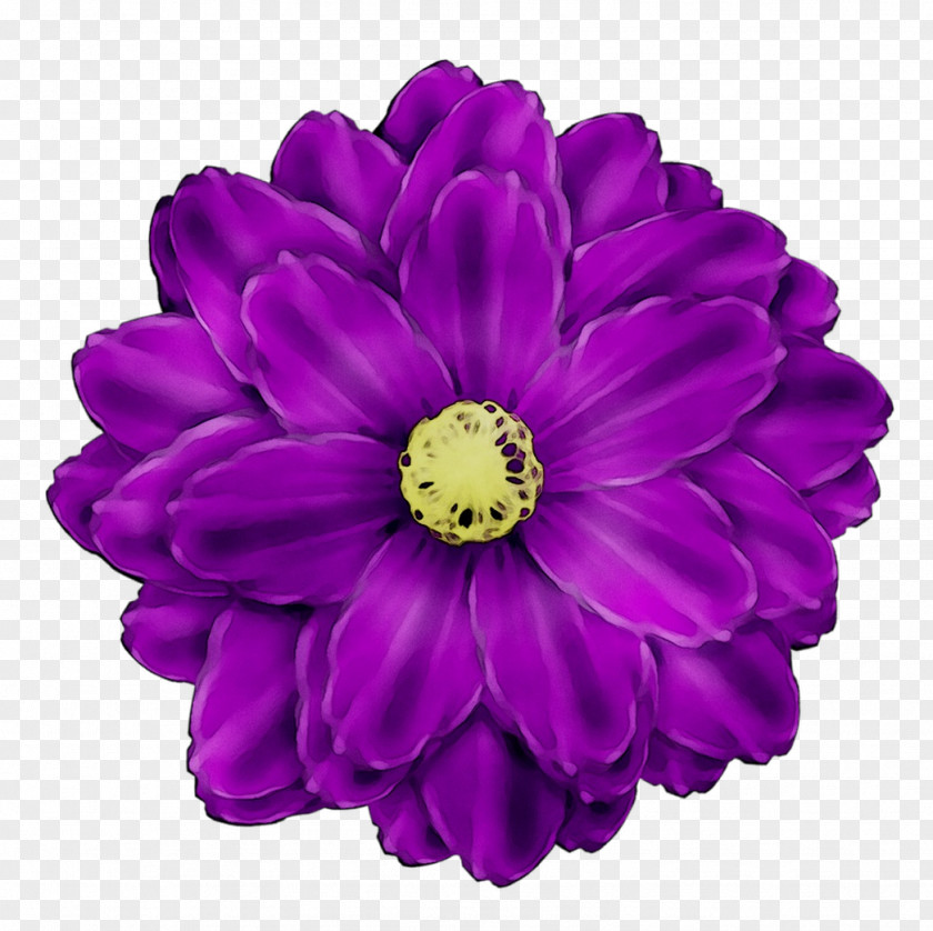 Dahlia Cut Flowers Transvaal Daisy Chrysanthemum PNG