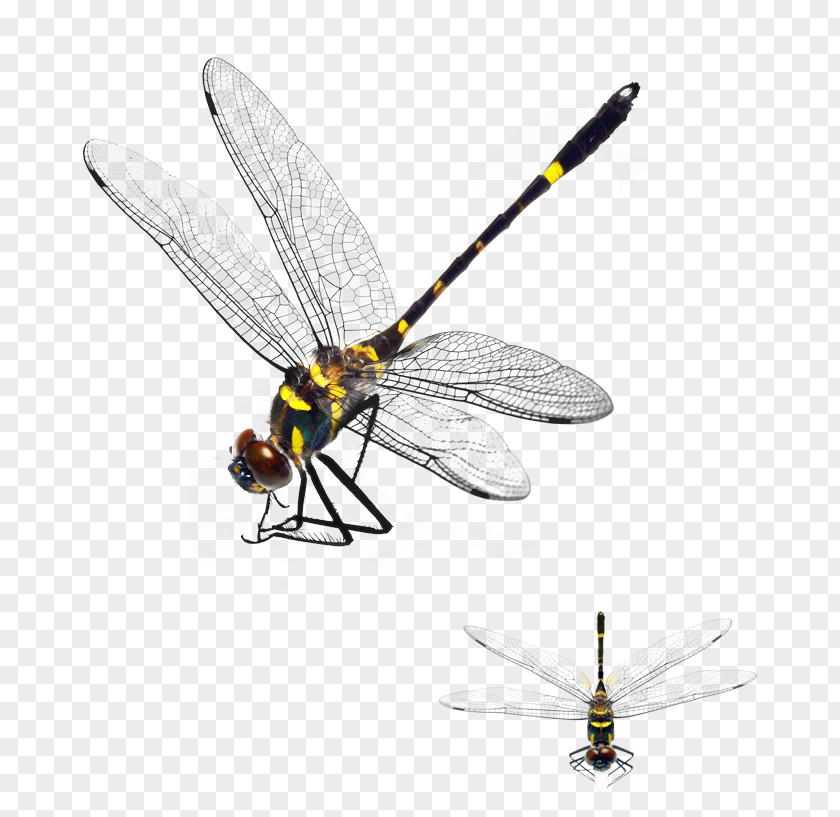 Dragonfly Download App Store PNG