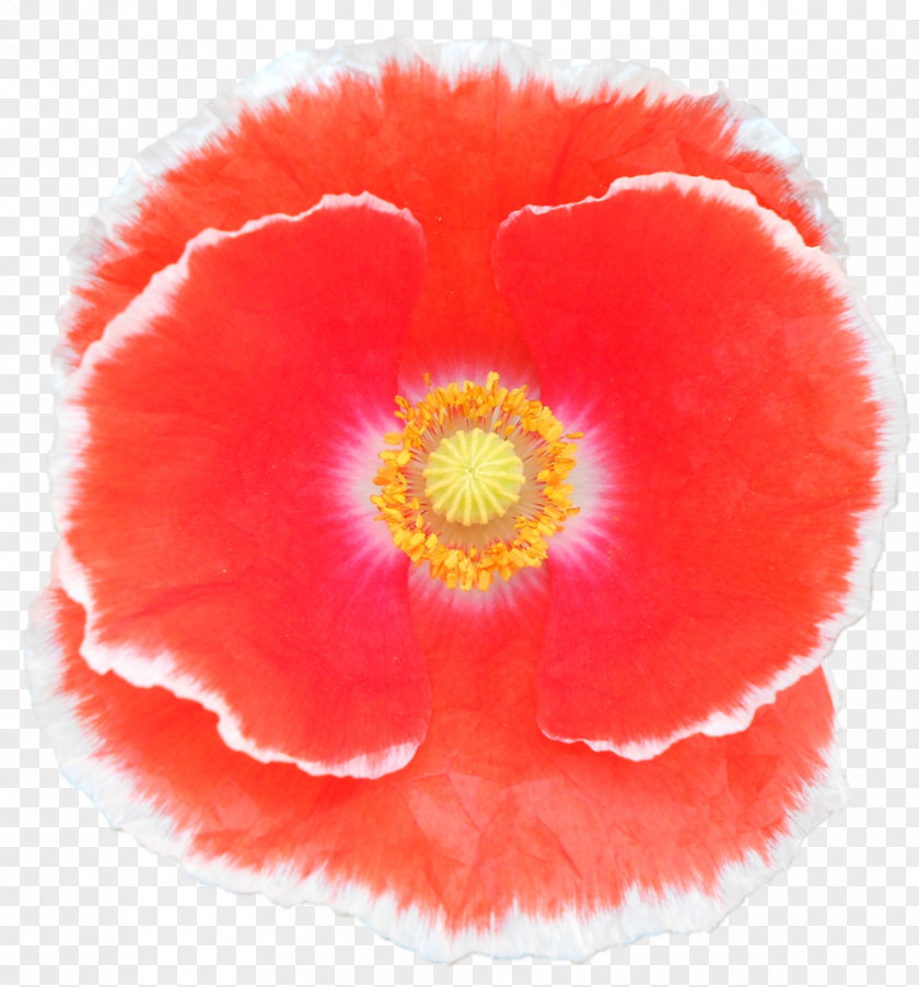 Flower Belur Math California Poppy Jayrambati PNG
