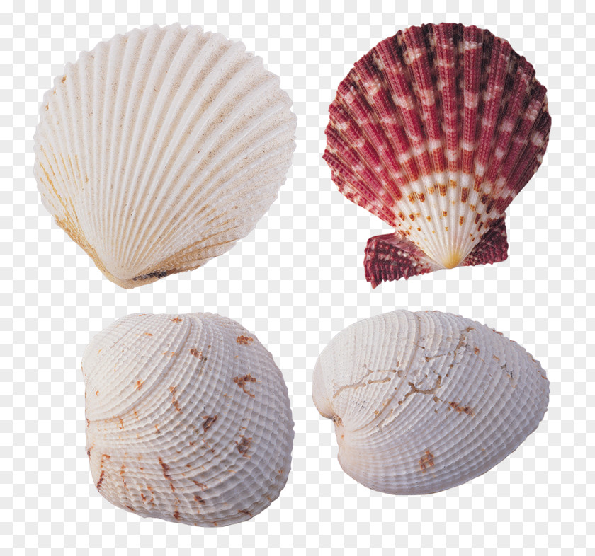 Mar Cockle Seashell Animaatio Conchology PNG