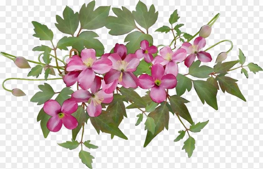 Perennial Plant Geranium Flower Flowering Pink Petal PNG