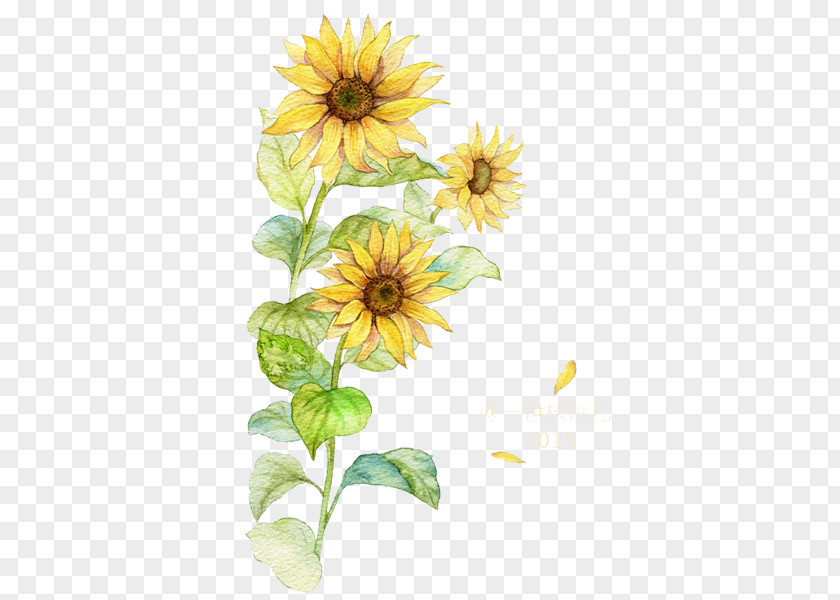 Three Sunflower Free To Pull The Material Common PNG