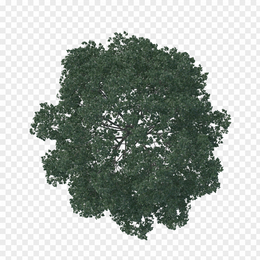 Tree Plan English Oak Architecture Pine Landscape PNG