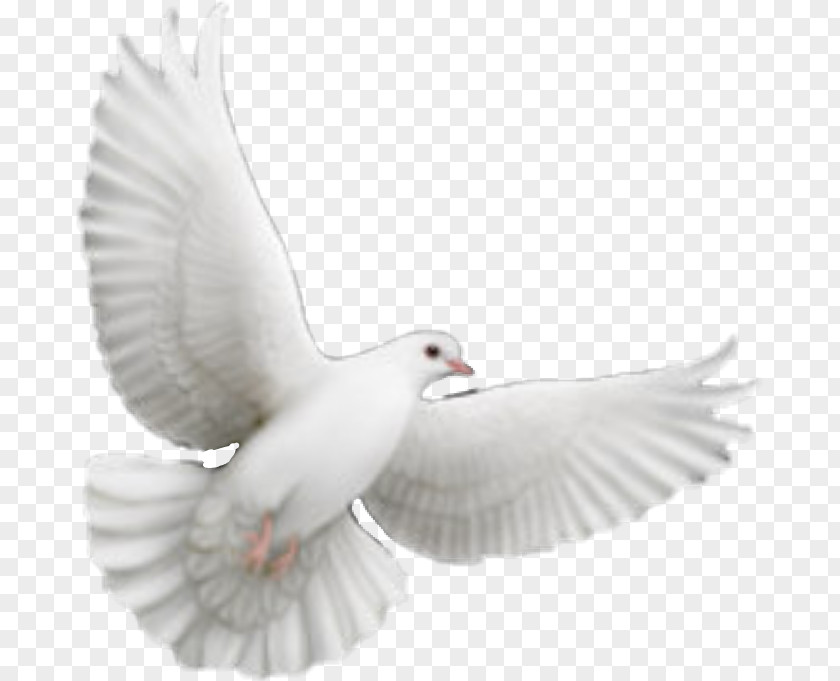 Dove Vector Photo Sculpture Image Photograph Drawing PNG