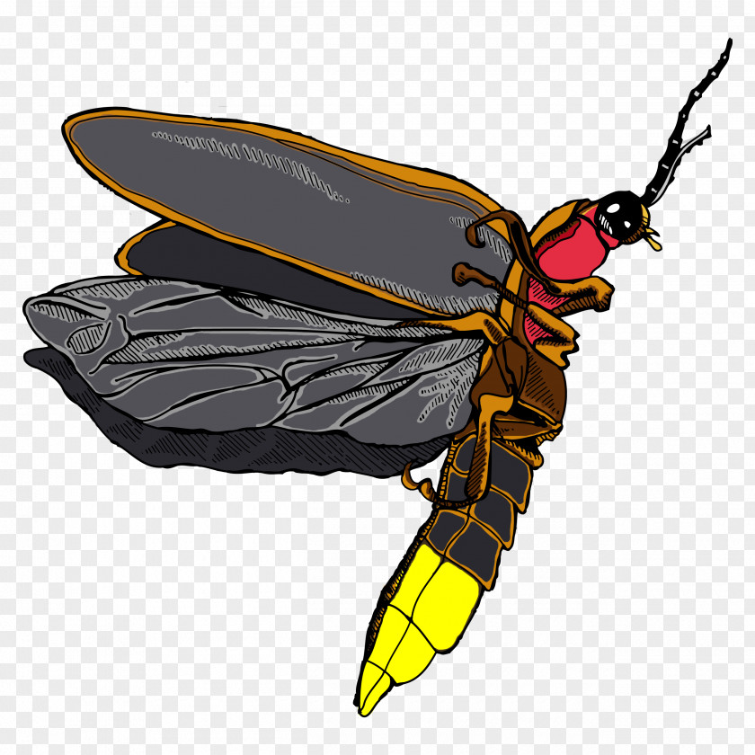 Firefly Honey Bee Hornet Insect PNG