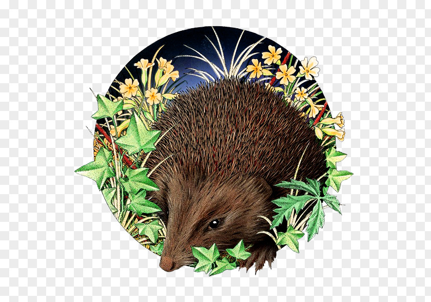 Hand-painted Realistic Hedgehog Domesticated Illustration PNG