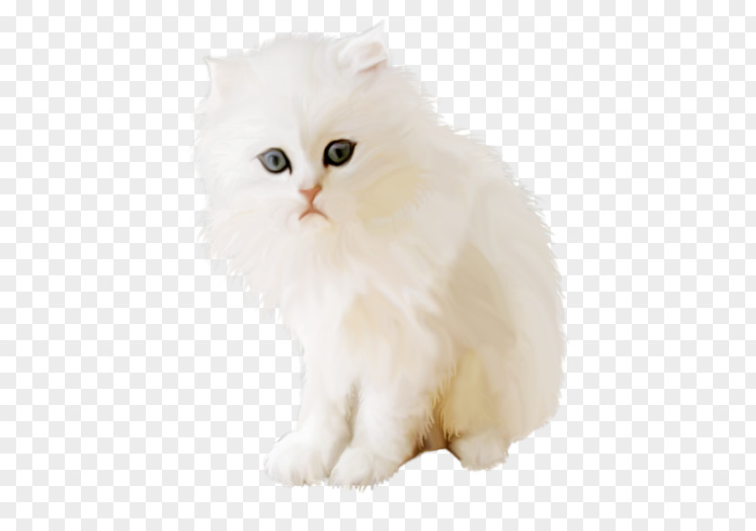 Kitten Persian Cat British Semi-longhair Asian Napoleon PNG