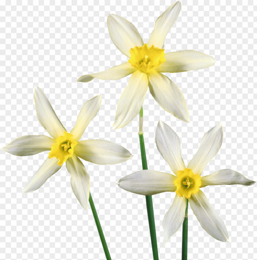 Narcissus Flower Daffodil Clip Art PNG