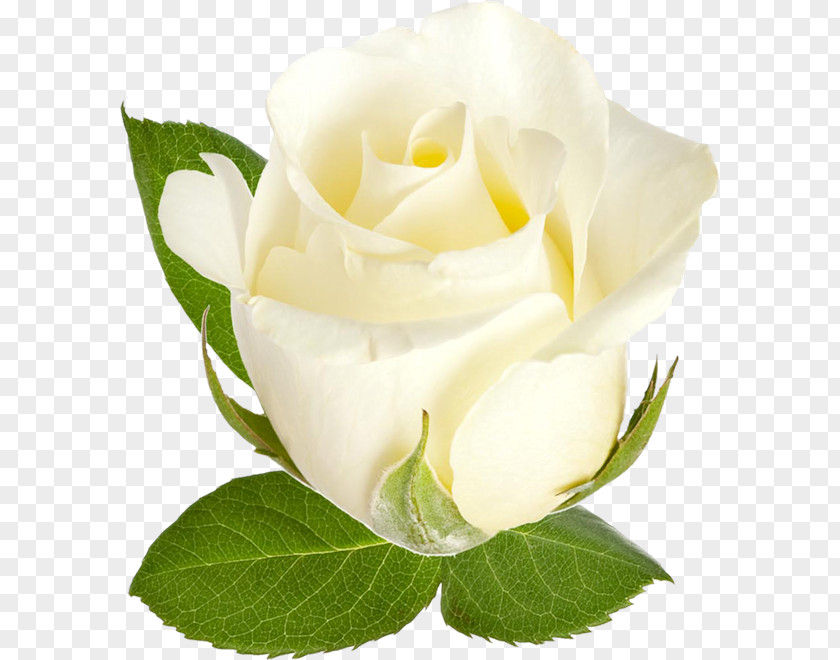 White Roses Garden Beach Rose Centifolia Flower PNG