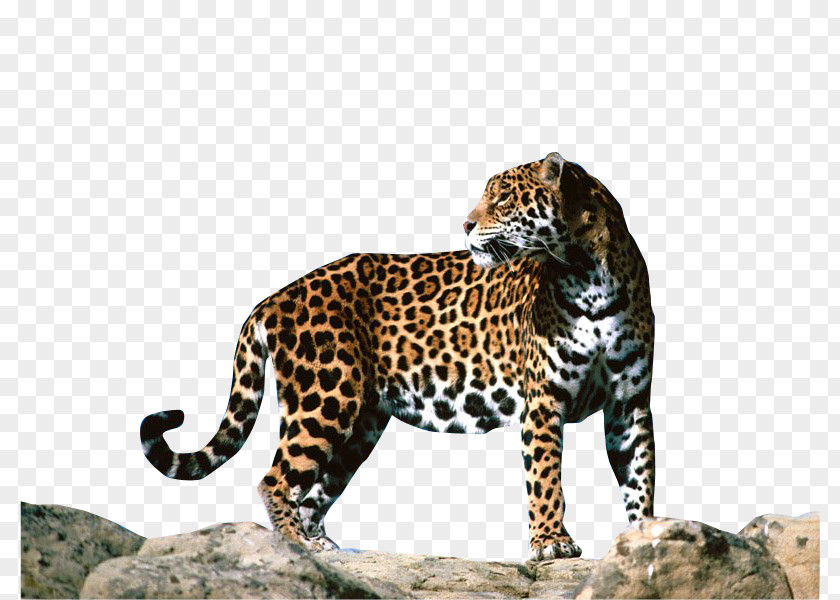 Jaguar Clipart Leopard F-Type Cheetah Animal PNG