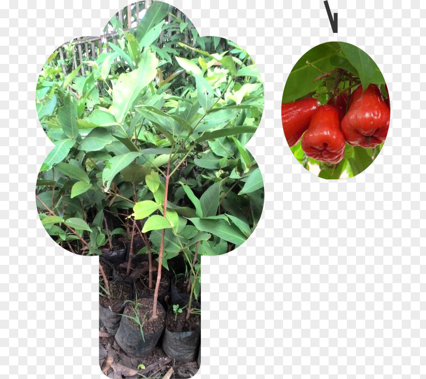 Jambu Watery Rose Apple Benih Seed Plants Bukalapak PNG