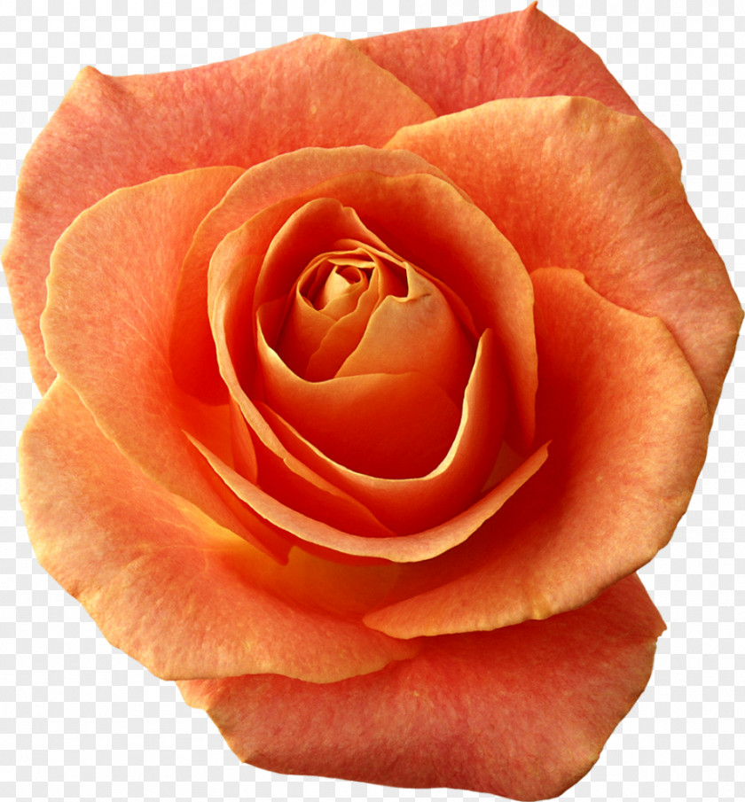 Peach Rose Garden Roses Clip Art China Image PNG