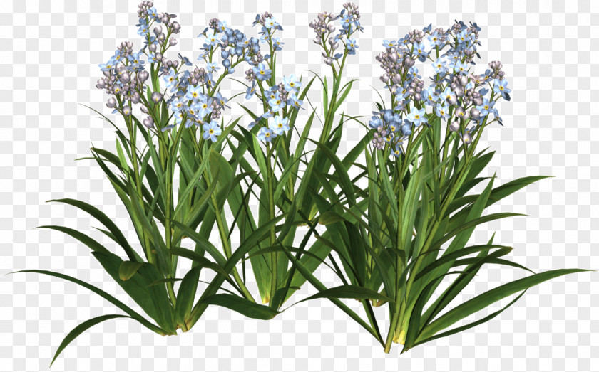 Rosemary PNG