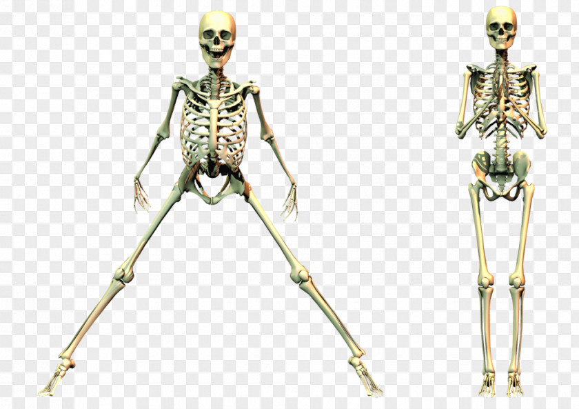 Spooky Skeleton Human PNG