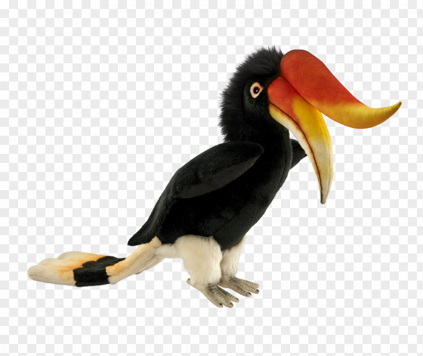 Toucan Fauna Beak Hornbill PNG