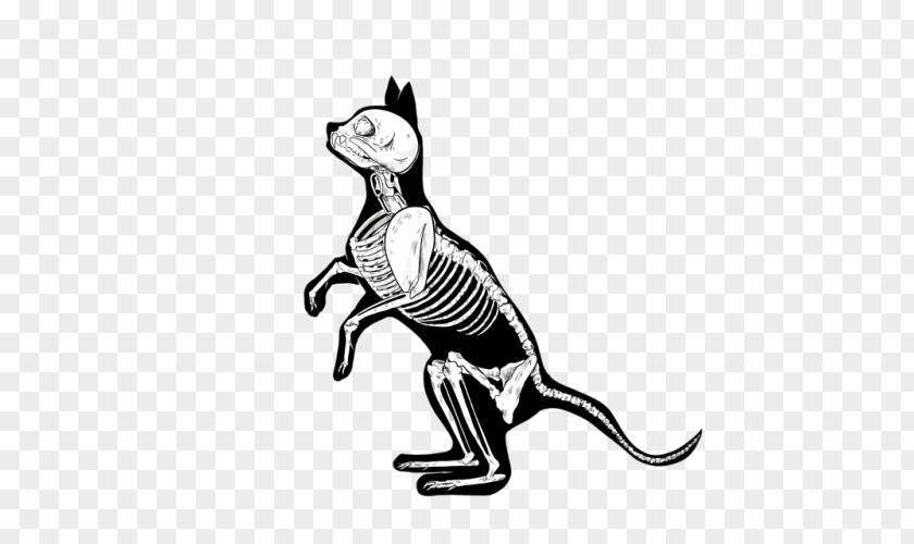 Whiskers Cat Dog Macropods Mammal PNG