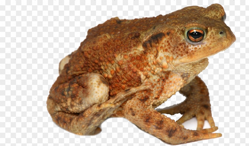 Amphibious Frog True Amphibian Toad PNG