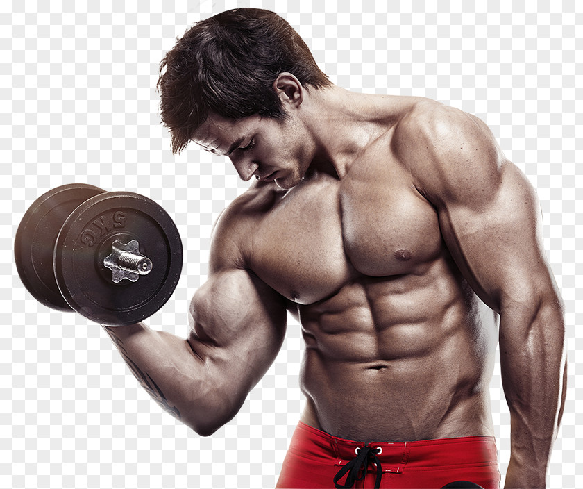 Bodybuilding Exercise Weight Training Vascular Occlusion Physical Fitness PNG