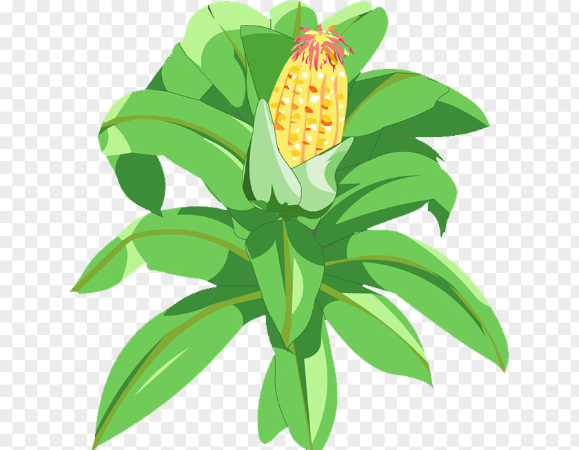 Corn Maize Pineapple PNG