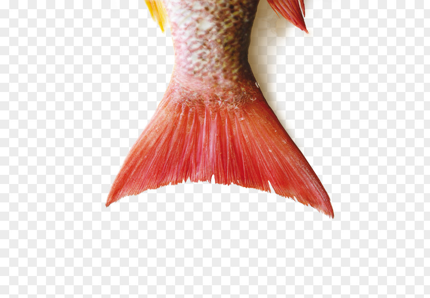Fish Northern Red Snapper Stock Photography Anisakis PNG