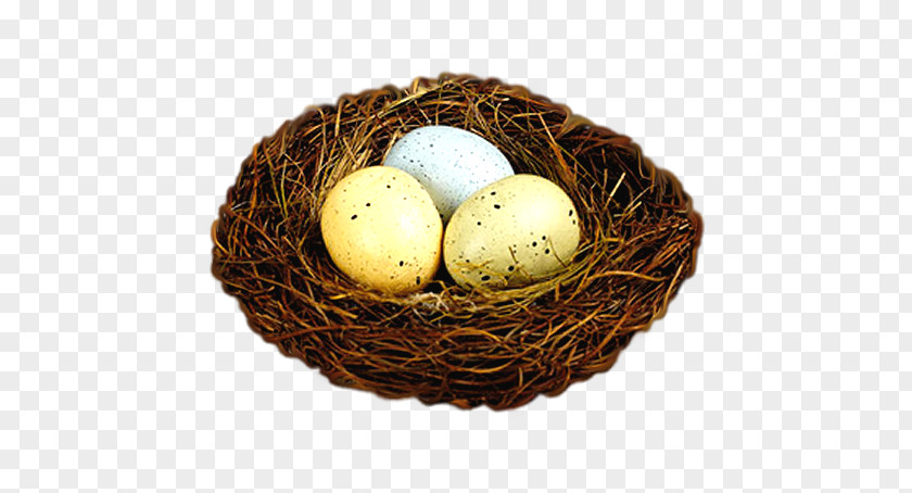 Nest Bird Egg Easter Bunny PNG