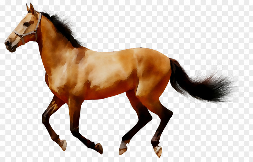 Arabian Horse American Quarter Clip Art Image PNG