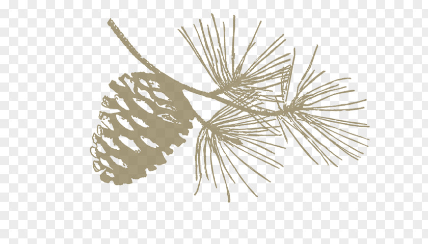 Conifer Cone Loblolly Rise Plantation Pine Red Conifers PNG