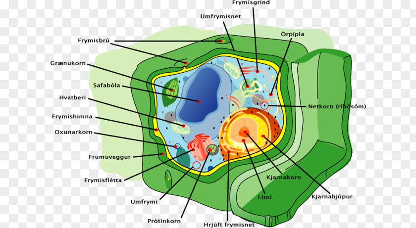 Plant Cell Cytoskeleton Membrane PNG