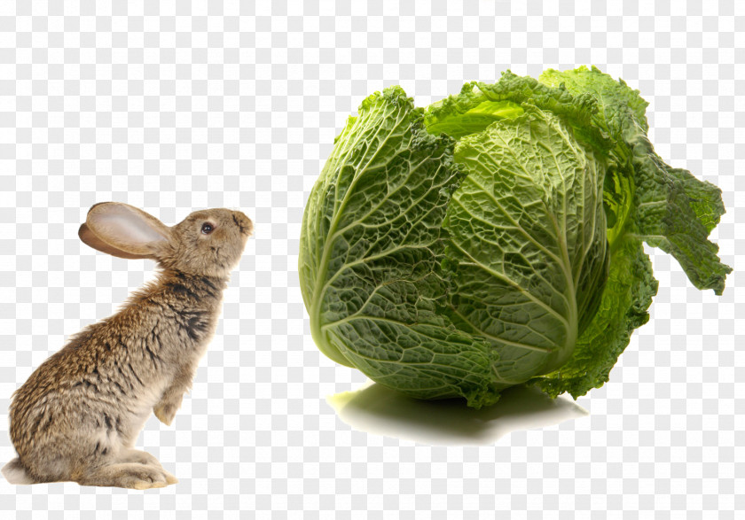 Rabbit And Vegetables Dog Comb Cat Domestic Pet PNG