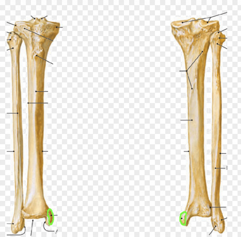 Skeleton Hip Fibula Lateral Condyle Of Tibia Medial PNG
