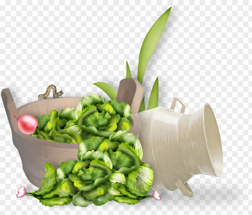 Vegetables Material Leaf Vegetable Cauliflower Food Clip Art PNG